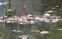 TP HCM: Cá chết bất thường nổi trắng kênh Nhiêu Lộc – Thị Nghè